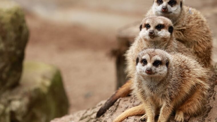 Ile trwa lot do Kenii z Polski