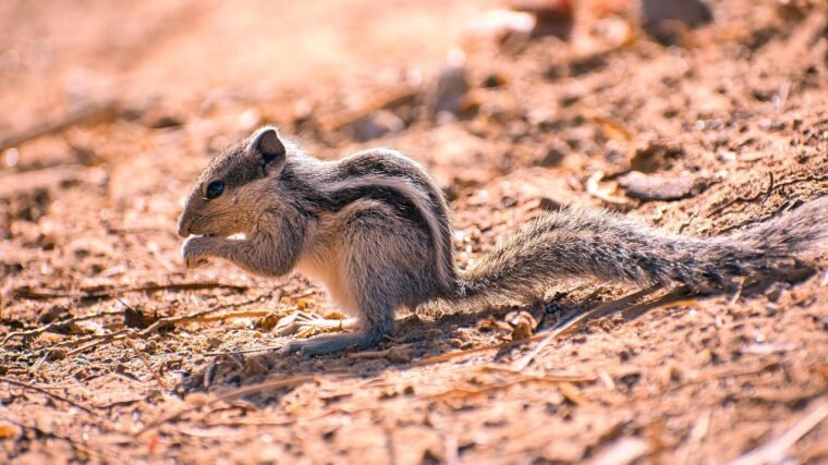 Czy Everdell jest trudne?