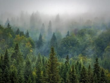 Jak długo trwa rozgrywka w Everdell?