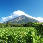 Matcha – sekret zdrowia i energii z Japonii